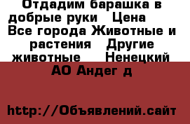 Отдадим барашка в добрые руки › Цена ­ 1 - Все города Животные и растения » Другие животные   . Ненецкий АО,Андег д.